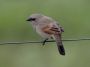 Day05 - 05 * Bay-Winged Cowbird